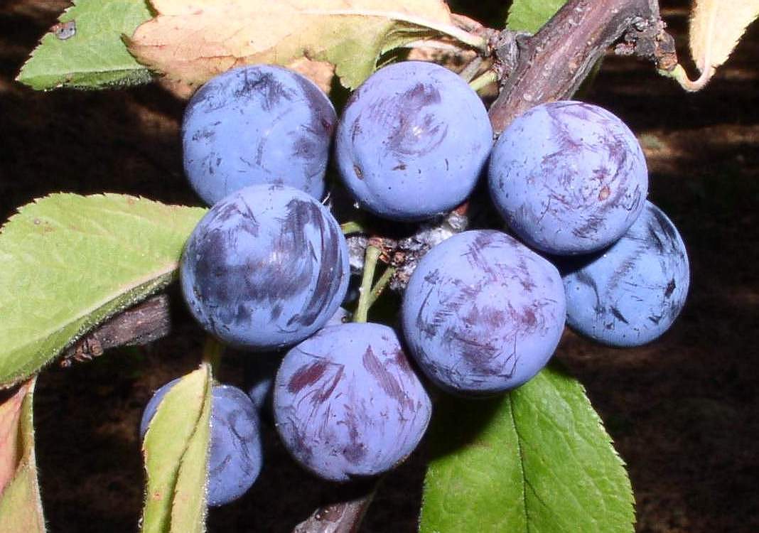 Prunus insititia / Prugnolo, Pruno selvatico